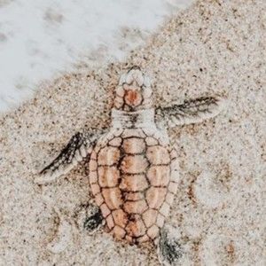 Meet your Posher, Harper kids